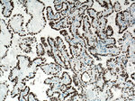 PAX8 Antibody in Immunohistochemistry (Paraffin) (IHC (P))