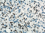 PAX8 Antibody in Immunohistochemistry (Paraffin) (IHC (P))