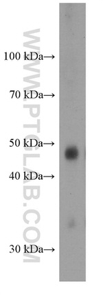 PAX8 Antibody in Western Blot (WB)