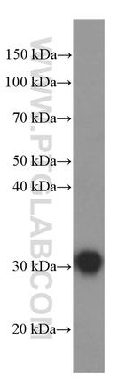 GSTO1 Antibody in Western Blot (WB)