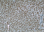 GSTO1 Antibody in Immunohistochemistry (Paraffin) (IHC (P))