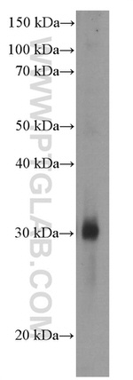 GSTO1 Antibody in Western Blot (WB)