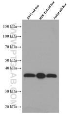 SMN Antibody in Western Blot (WB)