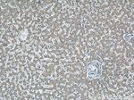 SMN Antibody in Immunohistochemistry (Paraffin) (IHC (P))