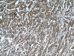 EPHA1 Antibody in Immunohistochemistry (Paraffin) (IHC (P))