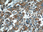 EPHA1 Antibody in Immunohistochemistry (Paraffin) (IHC (P))