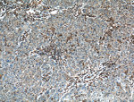 EPHA1 Antibody in Immunohistochemistry (Paraffin) (IHC (P))