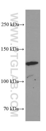 AMOT Antibody in Western Blot (WB)