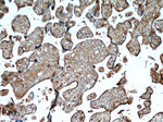 AMOT Antibody in Immunohistochemistry (Paraffin) (IHC (P))