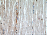 AMOT Antibody in Immunohistochemistry (Paraffin) (IHC (P))