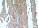 AMOT Antibody in Immunohistochemistry (Paraffin) (IHC (P))