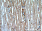 AMOT Antibody in Immunohistochemistry (Paraffin) (IHC (P))