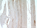 AMOT Antibody in Immunohistochemistry (Paraffin) (IHC (P))