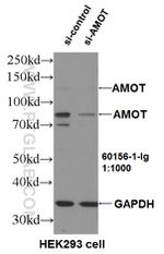 AMOT Antibody in Western Blot (WB)