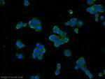 SNAP25 Antibody in Immunocytochemistry (ICC/IF)