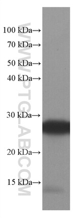 SNAP25 Antibody in Western Blot (WB)