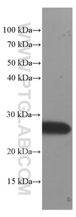 SNAP25 Antibody in Western Blot (WB)