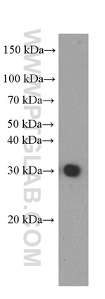 SNAP25 Antibody in Western Blot (WB)