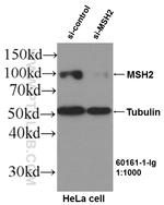 MSH2 Antibody in Western Blot (WB)