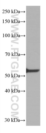 LCK Antibody in Western Blot (WB)