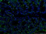 ALDH1A1 Antibody in Immunohistochemistry (PFA fixed) (IHC (PFA))