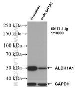 ALDH1A1 Antibody in Western Blot (WB)