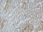 CKM Antibody in Immunohistochemistry (Paraffin) (IHC (P))