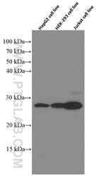 BCL2 Antibody in Western Blot (WB)