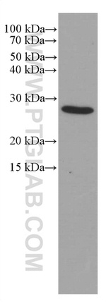 BCL2 Antibody in Western Blot (WB)