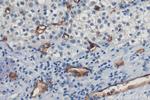 CD34 Antibody in Immunohistochemistry (Paraffin) (IHC (P))