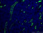 CD34 Antibody in Immunohistochemistry (PFA fixed) (IHC (PFA))