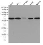 Cyclin D1 Antibody in Western Blot (WB)