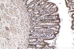 WTAP Antibody in Immunohistochemistry (Paraffin) (IHC (P))