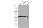 WTAP Antibody in Western Blot (WB)