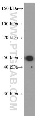 WTAP Antibody in Western Blot (WB)