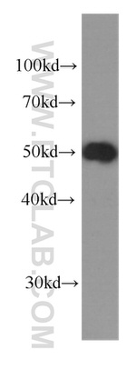 WTAP Antibody in Western Blot (WB)