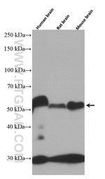 WTAP Antibody in Western Blot (WB)