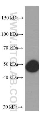 WTAP Antibody in Western Blot (WB)