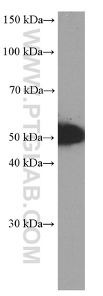 WTAP Antibody in Western Blot (WB)