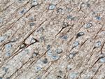 NF-L Antibody in Immunohistochemistry (Paraffin) (IHC (P))