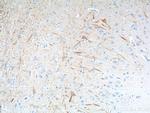 NF-L Antibody in Immunohistochemistry (Paraffin) (IHC (P))