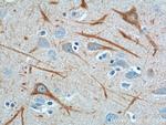 NF-L Antibody in Immunohistochemistry (Paraffin) (IHC (P))