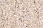 NF-L Antibody in Immunohistochemistry (Paraffin) (IHC (P))