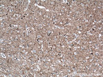 NF-L Antibody in Immunohistochemistry (Paraffin) (IHC (P))