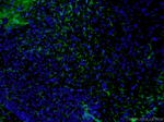 GFAP Antibody in Immunohistochemistry (PFA fixed) (IHC (PFA))