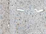 GFAP Antibody in Immunohistochemistry (Paraffin) (IHC (P))