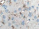 GFAP Antibody in Immunohistochemistry (Paraffin) (IHC (P))