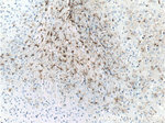 GFAP Antibody in Immunohistochemistry (Paraffin) (IHC (P))