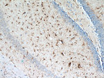 GFAP Antibody in Immunohistochemistry (Paraffin) (IHC (P))