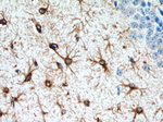 GFAP Antibody in Immunohistochemistry (Paraffin) (IHC (P))